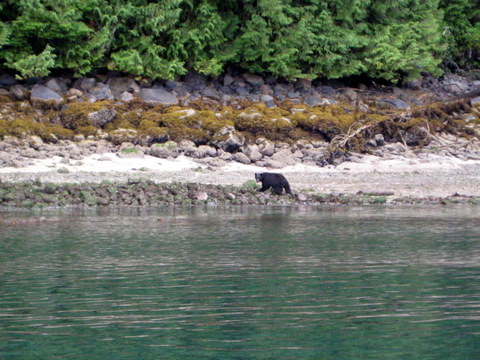 Bear on beach near Watson Point